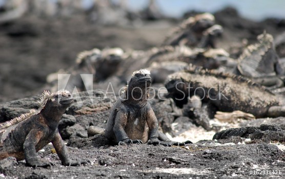 Bild på Galapagos Marine Iguanas - 0818